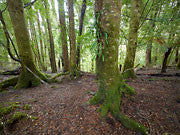Sassafras grove, Mt Lindsay