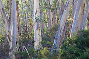 Silver Peppermint woodland, Hobart