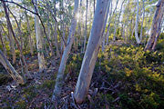 Silver Peppermint woodland Hobart 2