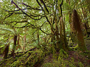 Styx forest