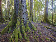 Rainforest, Tarkine