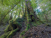 Ancient myrtle, Tarkine