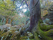 King Billy pine, Great Western Tiers