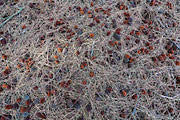 Casuarina needles and cones