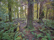 Evening light, Riley Creek, Tarkine