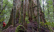 Giant eucalypt, Tarkine