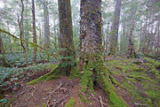 Rainforest, NE Highlands