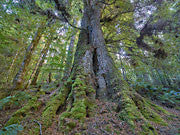 Riley Creek, Tarkine
