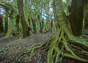 Sassafras grove, Butlers Gorge