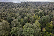 Tarkine rainforest, aerial view 2