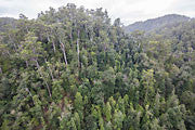 Tarkine rainforest, aerial view