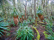 Highland rainforest, Cradle Mtn-Lk St Clair NP 3