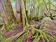 King Billy pine and sassafras