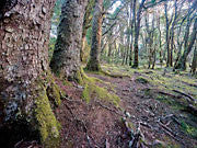 Myrtle forest, Vale of Belvoir 1