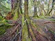 Myrtle forest, Vale of Belvoir 2