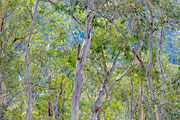 Silver peppermint woodland, kunanyi/Mt Wellington