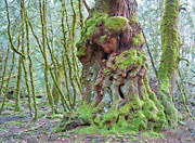 Ancient myrtle, Vale of Belvoir