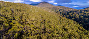 Silver peppermint woodland, kunanyi/Mt Wellington 2