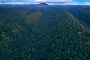 West coast rainforest