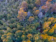 Relict rainforest, east coast