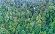 Tarkine rainforest