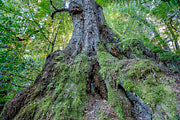 Giant myrtle, Tarkine