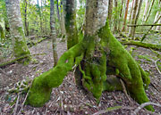 Sassafras woodland