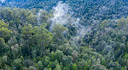 Tarkine rainforest aerial 5