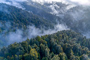 Tarkine rainforest aerial 2