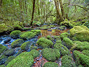 Tarkine rainforest