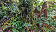 Brown Mountain rainforest 1