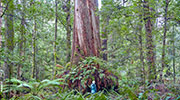 Tarkine forest