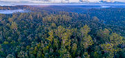 Tarkine rainforest aerial 3