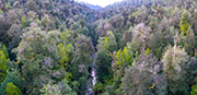 Tarkine rainforest aerial 4