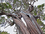 Ancient pencil pine