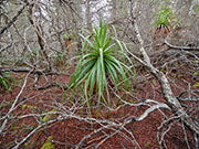 Deciduous beech