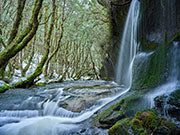 Winter rainforest