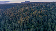 takayna rainforest
