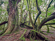 Rainforest
