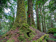 Rainforest, takayna