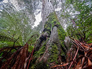Mutual Valley giant tree