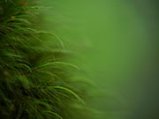 Moss detail