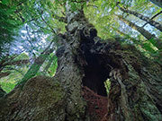 Giant myrtle, takayna