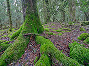 Blackwood forest, takayna