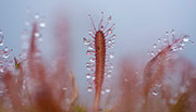 Drosera
