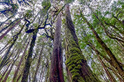 King Billy pine forest, Mt Bobs