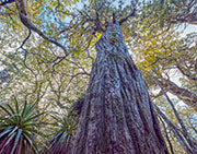 Pencil pine and deciduous beech