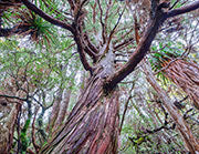 Pencil pine
