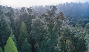 Rainforest canopy takayna 1