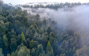 Rainforest canopy takayna 3